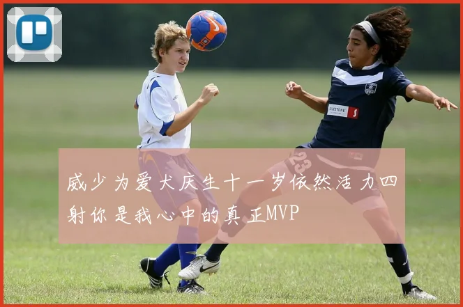 威少为爱犬庆生十一岁依然活力四射你是我心中的真正MVP